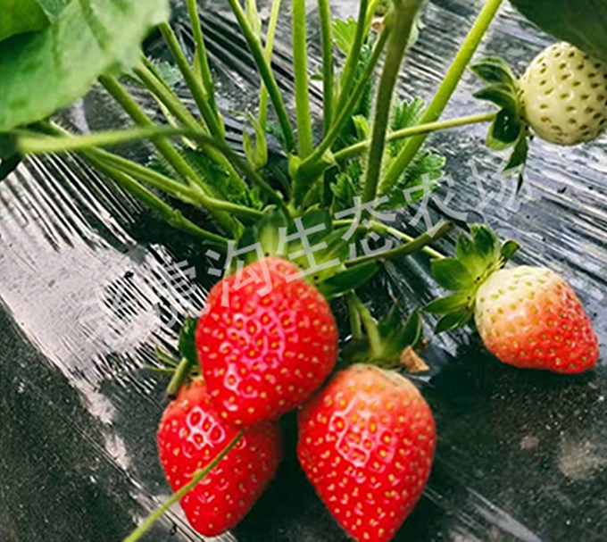 深圳哪里有草莓可以摘？